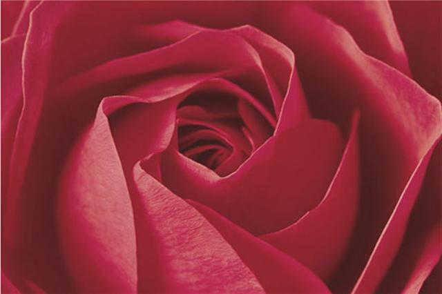Poster - Rose
